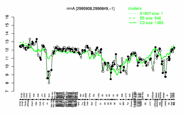 NrnA expression.png