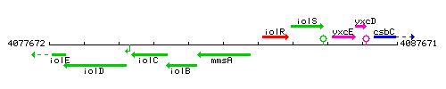 MmsA context.gif