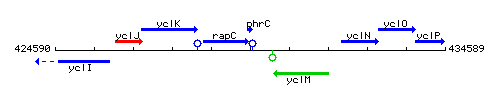 PhrC context.gif