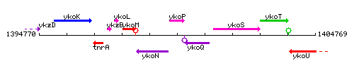 YkoP context.gif