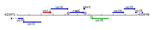 RapC context.gif