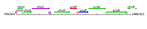 GlpP context.gif