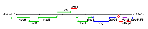 YrxA context.gif