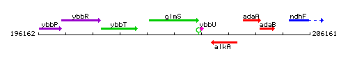 GlmS context.gif