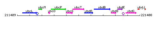 YbcT context.gif