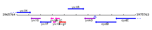 YxlA context.gif