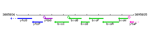 BioB context.gif