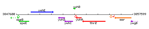 YwhB context.gif