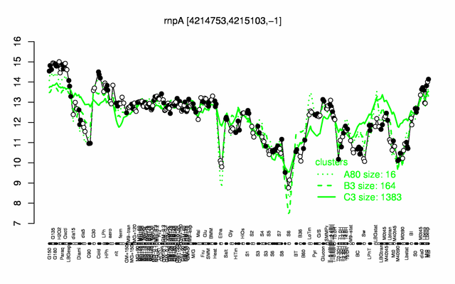 RnpA expression.png