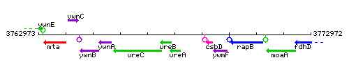 UreA context.gif