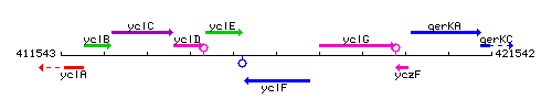 YclF context.gif