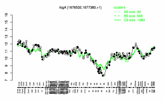 RbgA expression.png